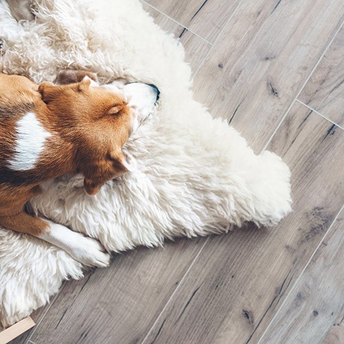 Beagle dAfter Laminate Installationog sleeps on sheepskin After Laminate Installation | Hernandez Wholesale Flooring