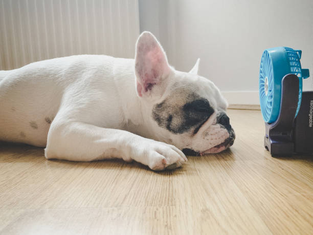 Pet friendly flooring | Hernandez Wholesale Flooring