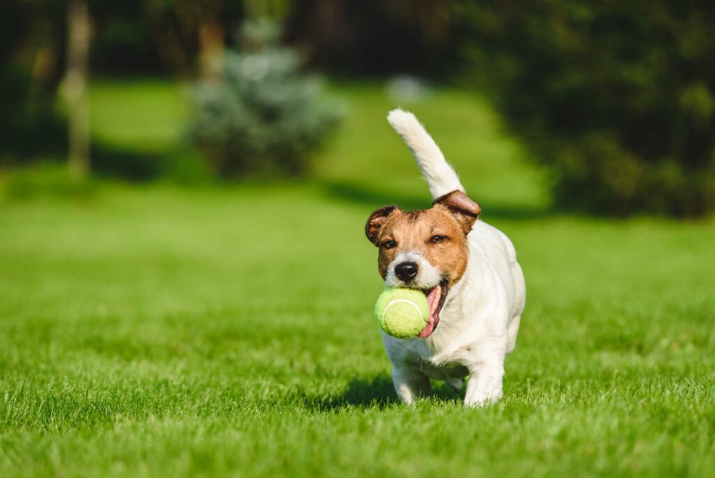 Happy dog running on artificial grass