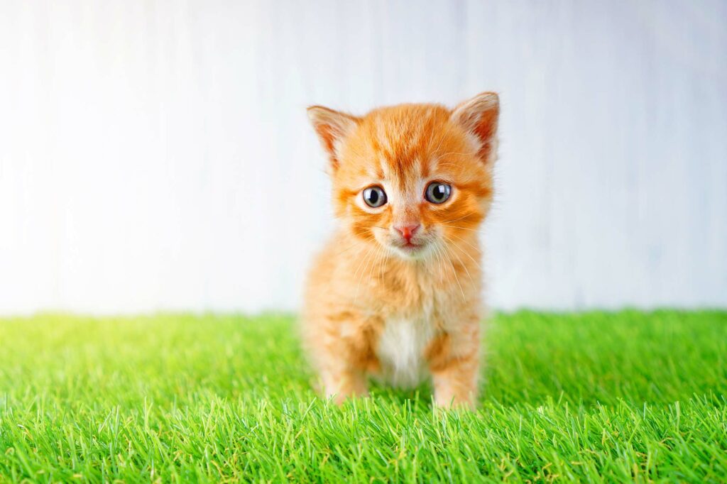 Kitten on an artificial grass